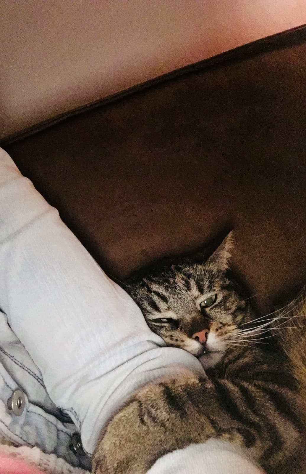 Foto van Stitch