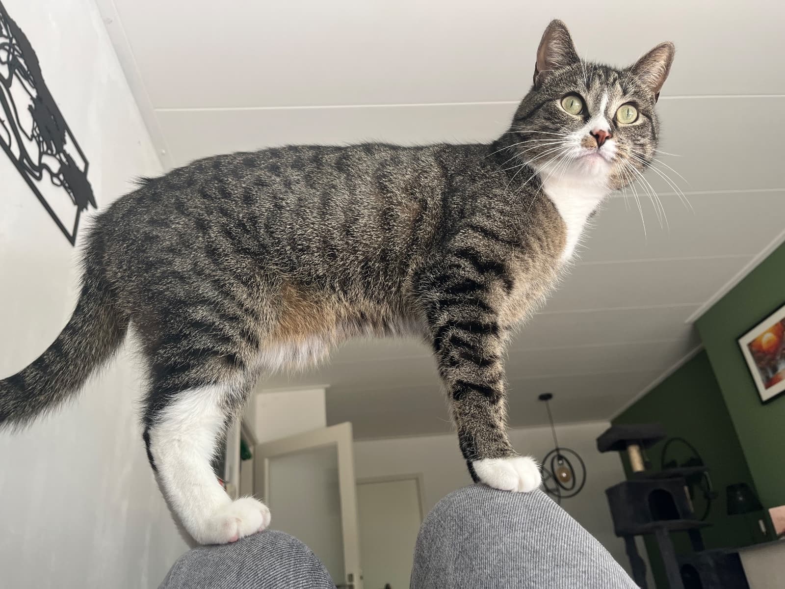 Foto van Milo
