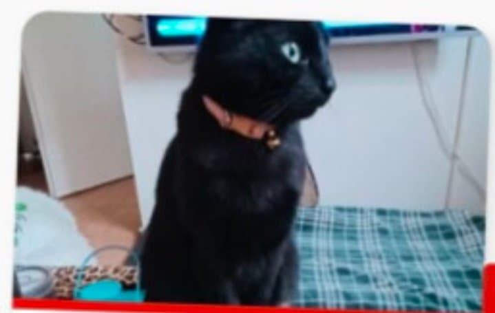 Foto van Mickey