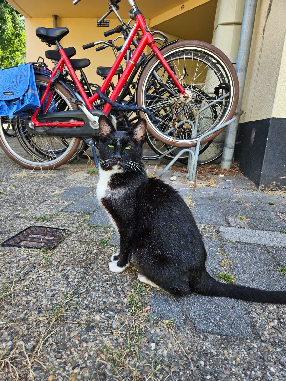 Foto van een gevonden kat in Utrecht